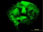PAPSS2 Antibody (monoclonal) (M07)